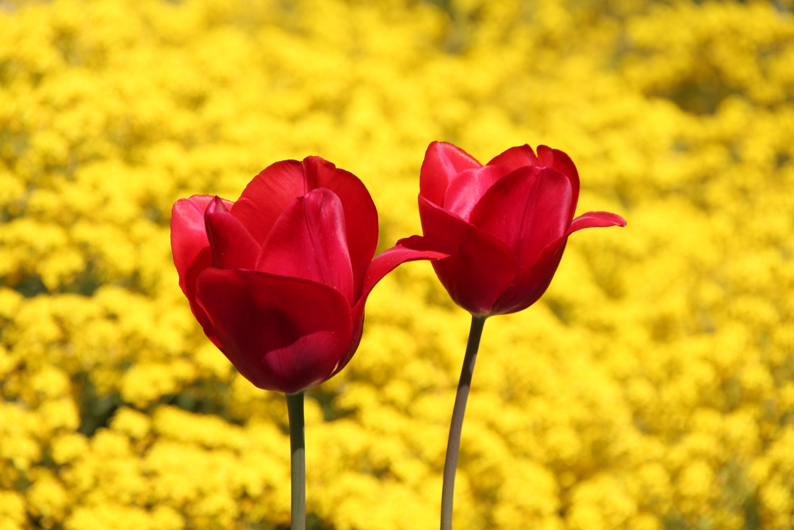 red tulips in Vienna