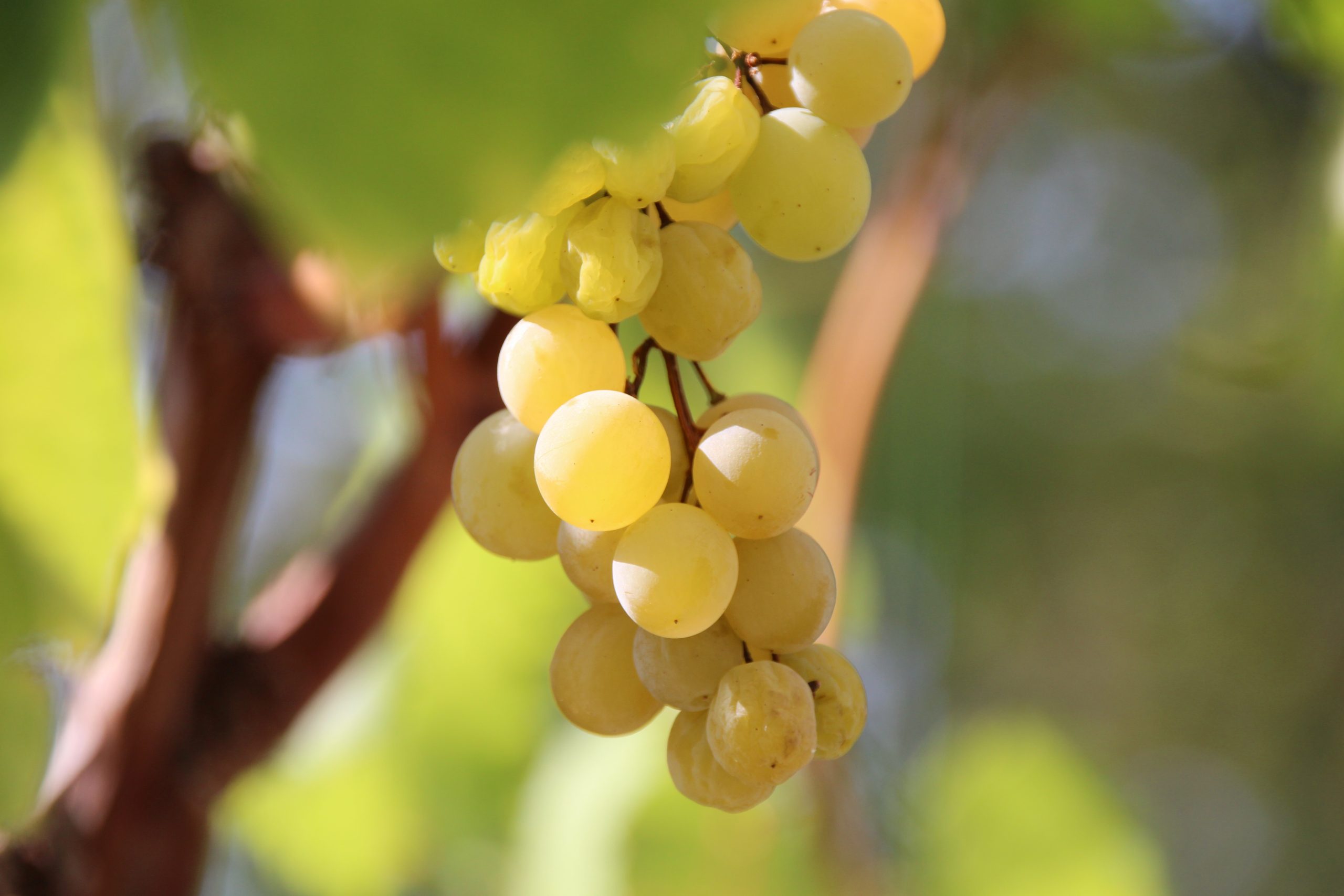 grapes in the sun