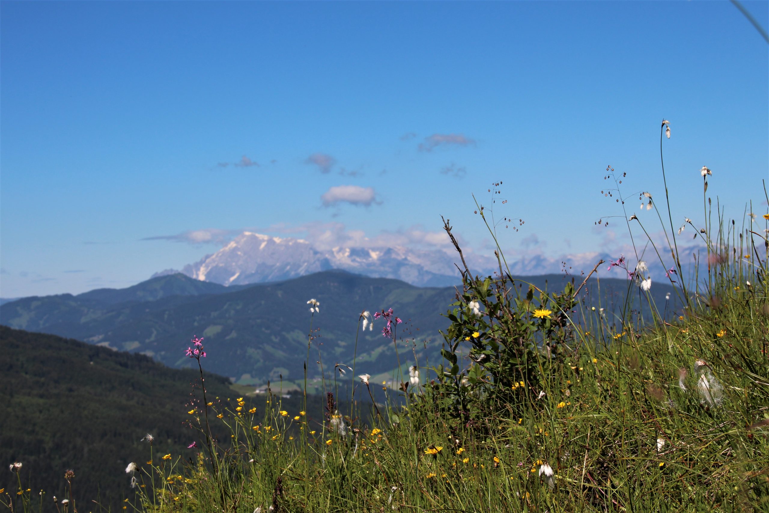 Wildblumen auf Almwiese im Hintergrund die Kalkalpen