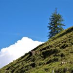 austrian alps, alpine pasture