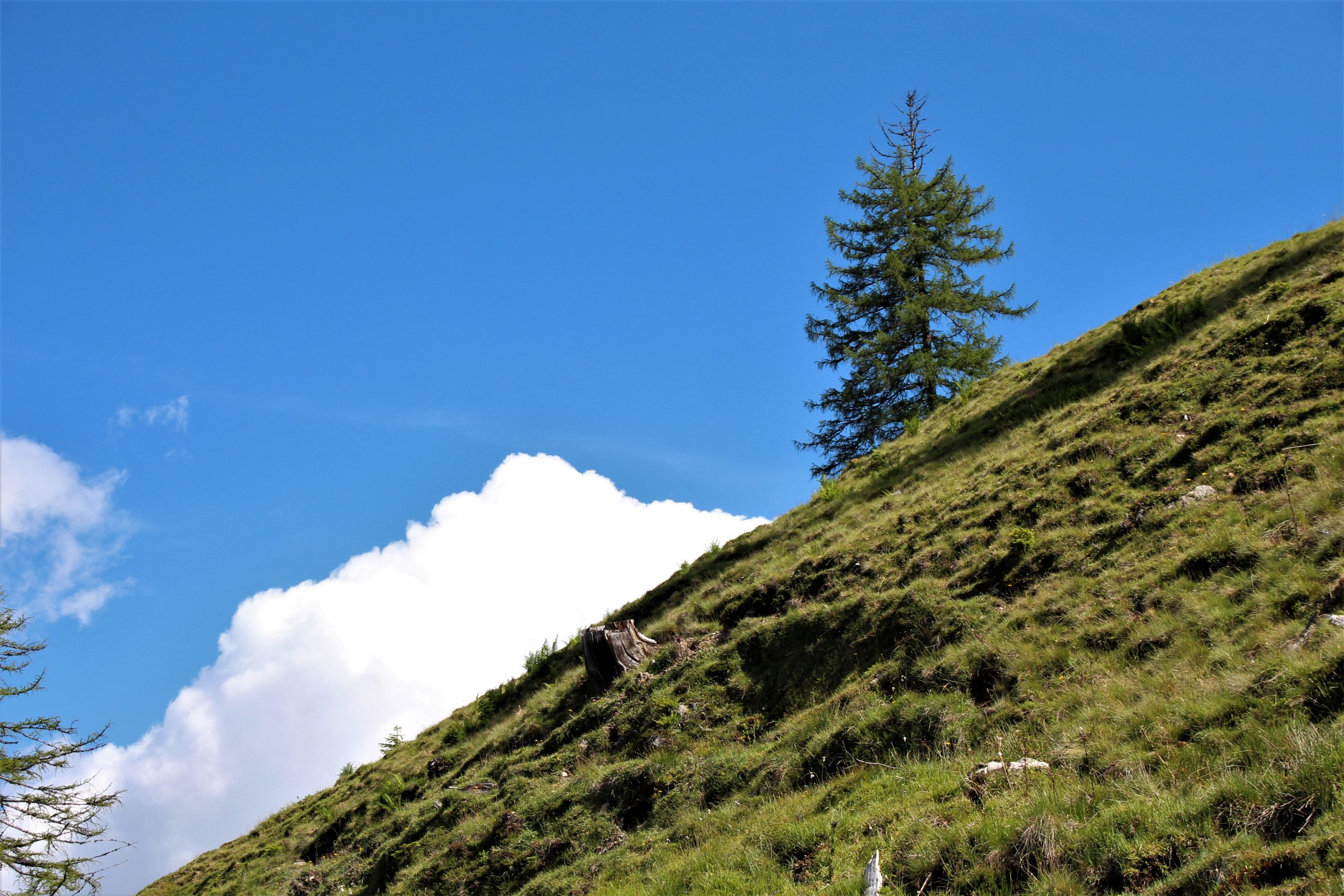 austrian alps, alpine pasture