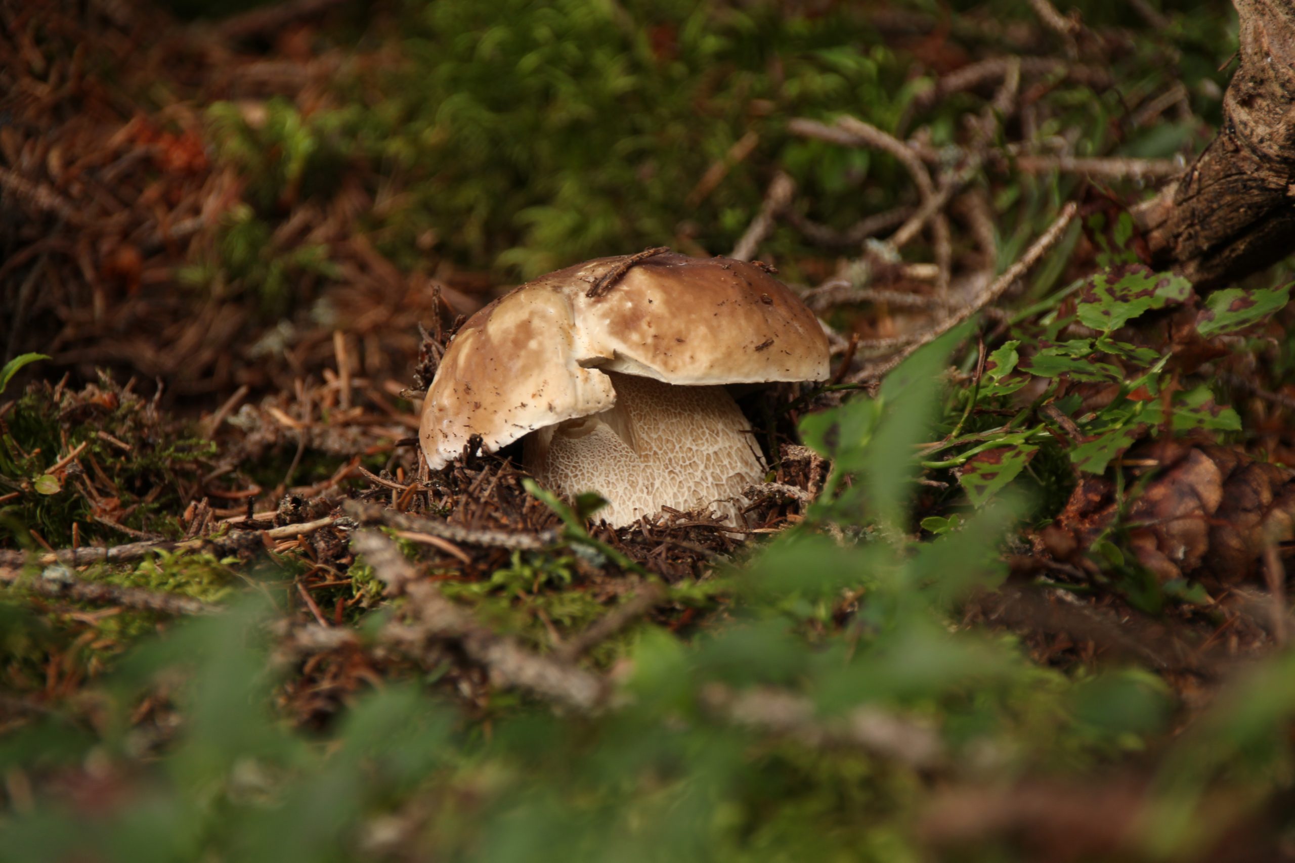 boletus mushroom in the forest